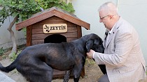 Edremit Belediye Başkanı Mehmet Ertaş, sokak köpeğini sahiplendi