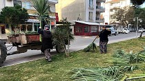 Altınova Mahallesi'nde düzenleme ve budama çalışmaları - haberi