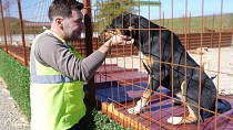 BURHANİYE BELEDİYESİ, CAN DOSTLARIN SICAK YUVA UMUDU OLUYOR
