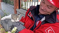 BURHANİYE’DE AĞAÇTA MAHSUR KALAN KEDİ, İTFAİYE EKİPLERİMİZ TARAFINDAN KURTARILDI! - haberi