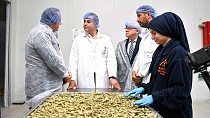 Balıkesir’in Gömeç Bamyası dünya pazarında