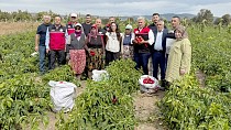 CANBEY, KEPSUT’TA ÇİFTÇİLERLE BİRLİKTE HASAT YAPTI