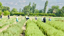 Balıkesir 5. Aromaterapi Festivali, muhteşem bir organizasyonla gerçekleştirildi / 10.07.2024 ÇARŞAMBA
