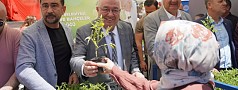 EDREMİT BELEDİYESİ’NDEN ÜCRETSİZ ATA TOHUMU FİDE DAĞITIMI