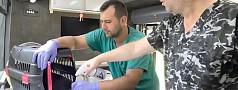 SOKAKTAKİ PATİLİ DOSTLAR BÜYÜKŞEHİR’E EMANET