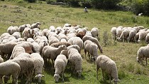 Tescilli Balıkesir Kuzu Etine Türkiye’de İlk Defa Güvenli Gıda Takip Sistemi