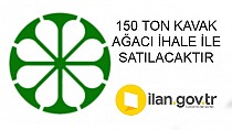 150 TON KAVAK AĞACI İHALE İLE SATILACAKTIR - haberi
