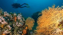 Ayvalık’ın sarı mercanları dalış dünyasının ilgisini çekiyor  - haberi