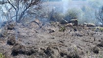 Ayvalık’taki orman yangınında 6 dönüm alan zarar gördü  - haberi
