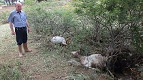 Balıkesir’de köydeki selde 50 keçi telef oldu - haberi