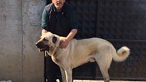 Burhaniye’de çalınan köpek jandarmayı alarma geçirdi - haberi