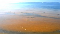 Burhaniye’de deniz sarıya boyandı - haberi