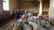 Çalınan 20 koyunu jandarma ekipleri buldu - haberi