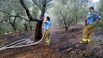 Edremit'teki yangında 3 dönüm zeytinlik zarar gördü  - haberi