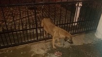 Edremit’te demir kapıya sıkışan Köpeği İtfaiye kurtardı - haberi