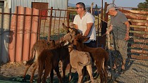 Ege Eşek Çiftliği Şifa Dağıtıyor - haberi