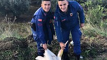 Jandarma bu kez pelikan yakaladı  - haberi
