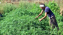Köylü kadınlar gibi şalvar giyen Alman, Kazdağları'nda organik tohum üretiyor - haberi