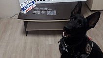 Narkotik köpeği Bath uyuşturucu tacirlerine geçit vermiyor - haberi