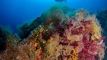 Su altının çiçek bahçesi kızıl mercanlar - haberi